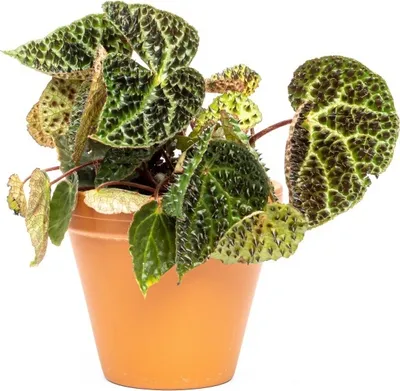 Obrázok produktu pre Gardners Begonia list Ferox, priemer 12 cm