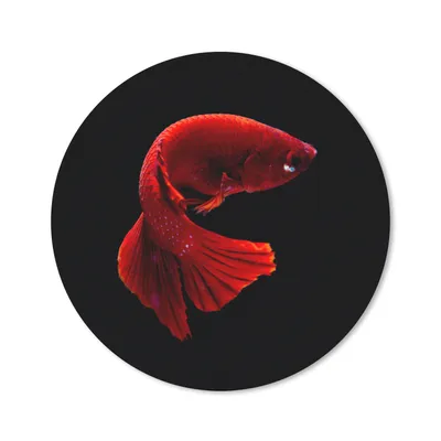 Produktbild von MuchoWow® Mauspad Mousepad Fisch - Meerestier - Schwanz - Rot 20x20 cm - Mousepads - Maus Mat - Pad - Mausunterlage - Schreibtischmatte