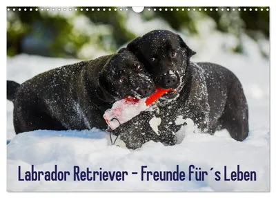 Produktbild von Labrador Retriever - Freunde für´s Leben (Wandkalender 2027 DIN A3 quer), CALVENDO Monatskalender