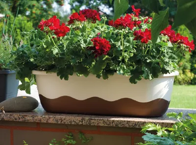 Produktbild von Blumenkasten Bewässerungskasten 'Mareta' 60 u. 80cm mit Selbstbewässerung, Farbe:Hell+dunkel-Elfenbein, Größe / Durchmesser:60 cm