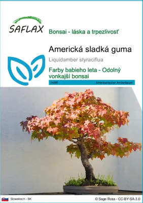 Obrázok produktu pre SAFLAX - Americká sladká guma - Liquidamber styraciflua - 100 Semená
