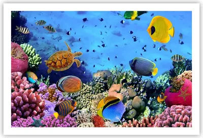 Produktbild von Poster - Poster ohne Rahmen - Korallenriff - 91,5x61 cm - Wand Bild - Wanddeko - Wandbilder - Kunstposter - Wandposter - Bilder - Kunstdruck - Wanddekoration - Wandbild - P2XAA91x61-3569