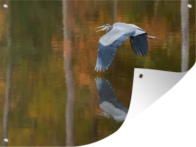 Produktbild von MuchoWow® 40x30 cm Outdoor-Poster Gartendeko Sichtschutz Garten Poster für den Garten Graureiher fliegt über Wasser