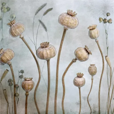 Produktbild von Fototapete Blumen - Vliestapete - Bildtapete UV-beständig Mohnblume braun Vintage Wandtapete geruchsfrei