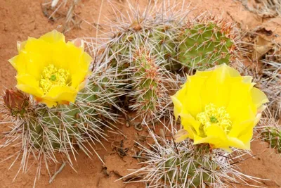 Produktbild von Opuntia - Freiland Kakteen Mischung - 20 Samen