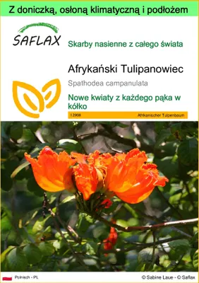 Zdjęcie produktu dla SAFLAX - Garden to go - Afrykański Tulipanowiec - 30 Nasiona - Z doniczką, pokrywą klimatyczną i podłożem do uprawy - Spathodea campanulata