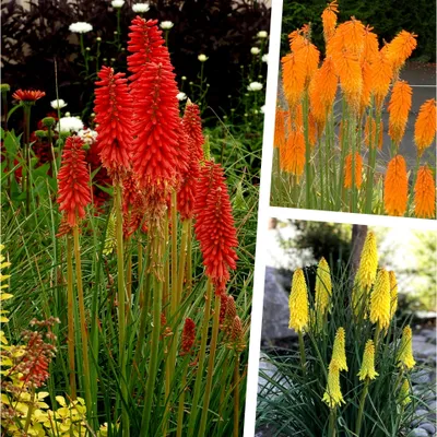 Produktbild von 3 x Kniphofia Kollektion (Winterhart/Staude/Dauerblüher/Bienenfreundlich/Mehrjährig) – Fackellilie blüht von Sommer bis Herbst - von Stauden Gänge