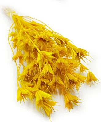 Produktbild von Orientalische Schwarzkümmelblume Getrocknete - (Nigella Orientalis) - Gelb