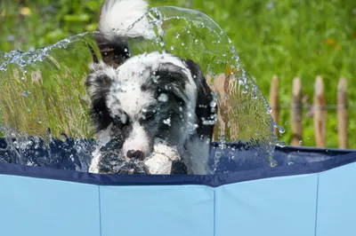 EUGAD Planschbecken, Hundepool Swimmingpool Für Hu Produktbild-Vorschau 10