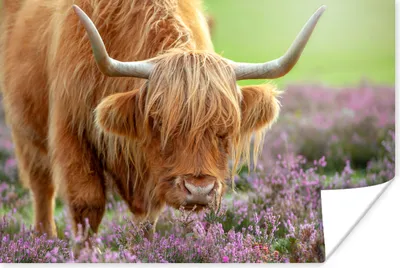 Produktbild von MuchoWow® Poster Schottischer Highlander - Lila - Blumen 60x40 cm - Schlafzimmerdekoration