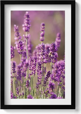 Produktbild von Lavendelblumenwiese– Wandbild mit Rahmen – Gerahmtes Bild  – Wanddekoration – 40x60 cm –  Schwarz