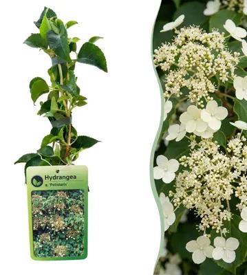 Produktbild von Green boutiQ - Hydrangea a. Petiolaris - Kletterhortensie - Weiß - Kletterpflanze - Ø9cm - ↕35cm