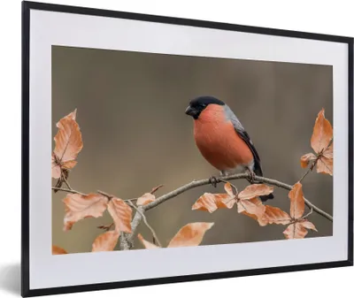 Produktbild von MuchoWow® Gerahmtes Poster Vogel - Laub - Herbst - Gimpel - 60x40 cm - Poster mit Schwarzem Bilderrahmen Wandposter Rahmen Foto Bilder - Schlafzimmer - Plakat in Rahmen - Drucken