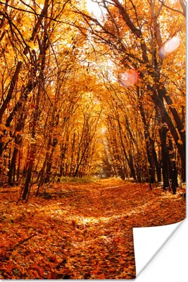Produktbild von MuchoWow® Poster Herbst - Wald - Laub - Jahreszeiten 120x180 cm - Kunstposter