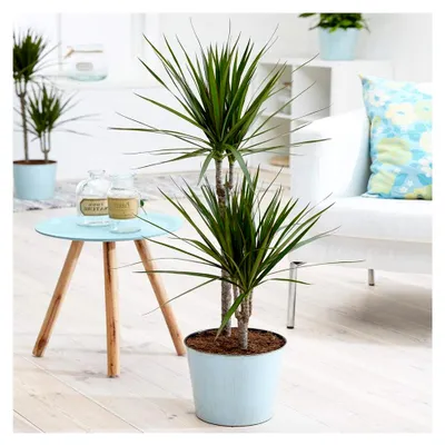 Produktbild von Tropischer Drachenbaum "Draceana Marginata" Zimmerpflanze im 13cm Topf