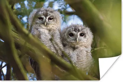 Produktbild von MuchoWow® Poster Zwei Waldkäuze in einem Baum 120x80 cm - Bilder