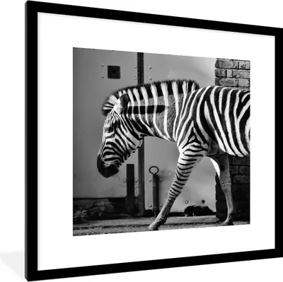 Produktbild von MuchoWow® Gerahmtes Poster Zebra - Wand - Tür - Tiere - Schwarz und weiß 40x40 cm - Poster mit Schwarzem Bilderrahmen Wandposter Rahmen Foto Bilder - Poster - Plakat im Rahmen