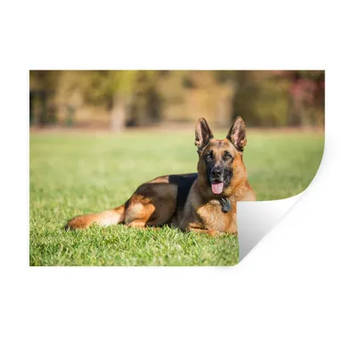 Produktbild von MuchoWow® Wandtattoo Wandsticker Wandaufkleber Deutscher Schäferhund im Gras liegend 30x20 cm Selbstklebend und Repositionierbar - Wierderverwendbar - Selbstklebend