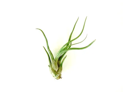 Obrázok produktu pre Gardners Tillandsia caput medusae