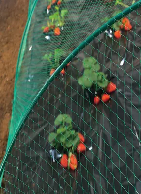 Produktbild von Vogelschutznetz 2 x 10 m - Art.Nr. 120010