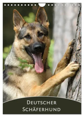 Produktbild von Deutscher Schäferhund (Wandkalender 2027 DIN A4 hoch), CALVENDO Monatskalender
