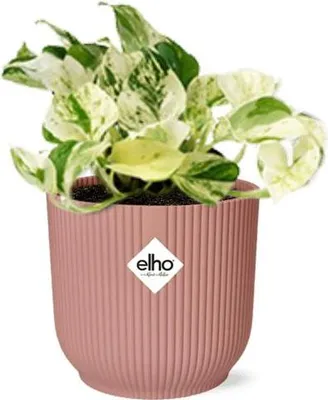 Image de Lierre d'intérieur Epipremnum Happy Leaf Rose, pot de 14 cm, plante d'intérieur purificatrice d'air