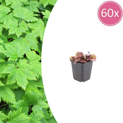 Produktbild von Tiarella cordifolia – Herzblättrige Tiarella – 9-cm-Topf – 15–25 cm hoch – Set mit 60 Pflanzen