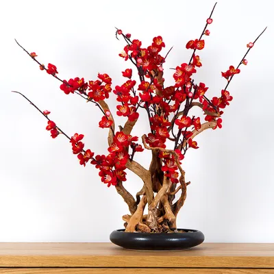 Obrázek produktu pro Pokojová dekorativní bonsai - Red plum (PN-37)