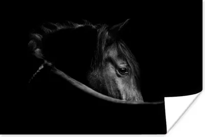 Produktbild von MuchoWow® Poster Pferde - Porträt - Schwarz - Tiere 30x20 cm - Plakate - Print