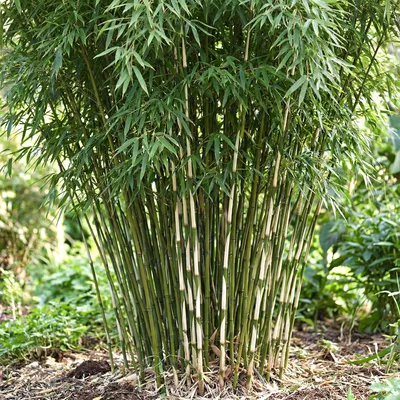 Image de Lot de 2 bambous Fargesia robusta Pingwu, bambous de jardin à feuilles