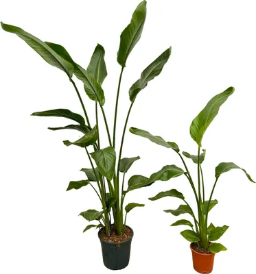 Produktbild von Trendyplants - Strelitzia Nicolai - 160 cm - Ø24cm + Strelitzia Nicolai - 130 cm - Ø17cm
