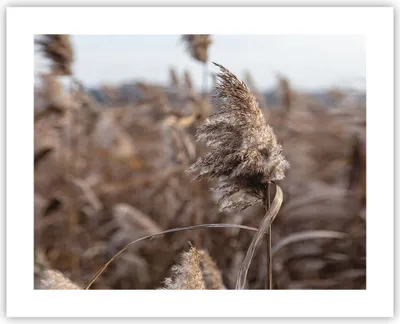 Produktbild von Poster - Poster ohne Rahmen - Boho Ähren Gras - 50x40 cm - Wand Bild - Wanddeko - Wandbilder - Kunstposter - Wandposter - Bilder - Kunstdruck - Wanddekoration - Wandbild - P2XAA50x40-4763