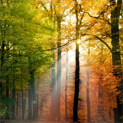 Produktbild von Wallario Premium Glasbild, freischwebende Optik, kräftige Farben, Größe 50 x 50 cm Motiv Sonnenuntergang im Herbstwald