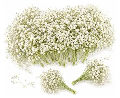 Produktbild von Schleierkraut Kunstblumen - Dekorative Trockenblumen für Bastelarbeiten und Tischdekoration - 100 Stück - Weiß - 6-8 cm