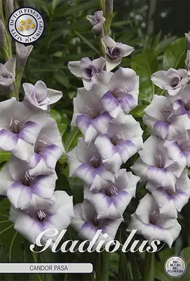 Artikelbild 2 von 'Gladiole Candor Pasa (10 Stück)' aus der Kategorie Gladiolenzwiebeln