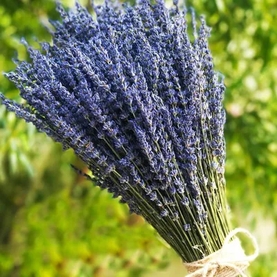 Image de Bouquets de lavande séchée pour la décoration intérieure et les travaux manuels