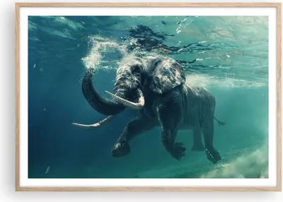 Produktbild von Gerahmtes Poster - Rahmen in heller Eiche - Elefant Tier Wasser - 100x70 cm - Wand Bild - Wanddeko - Wandbilder - Wandposter - Bilderrahmen - Bilder - Kunstdruck - Wandbild - P2NAA100x70-3944
