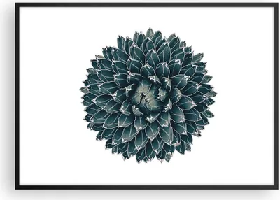 Produktbild von Gerahmtes Poster - Schwarzer Rahmen - Agave Königin Victoria - 100x70 cm - Wand Bild - Wanddeko - Wandbilder - Wandposter - Bilderrahmen - Bilder - Kunstdruck - Wandbild - P2BAA100x70-4129