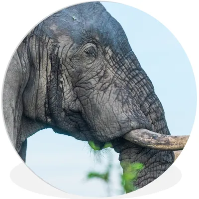 Produktbild von MuchoWow® Rundes Wandbild - Runde Bilder Elefant - Tiere - Grau - Natur Ø 60 cm Kreis Wanddekoration Kunststoff - Wandkreis - Wandschmuck - Wand Kreis - Das Schlafzimmer - Die Bilder - Wandmalerei - Kunst für das Haus - das Plastik