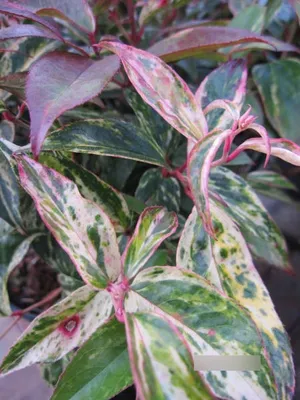 Produktbild von Traubenheide Makijaz - Leucothoe fontanesiana Makijaz - 30-40cm