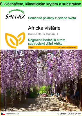 Obrázek produktu pro SAFLAX Garden to go - Africká vistárie - Bolusanthus africanus - 15 Semena - S květináčem, klimatickou poklicí a pěstebním substrátem