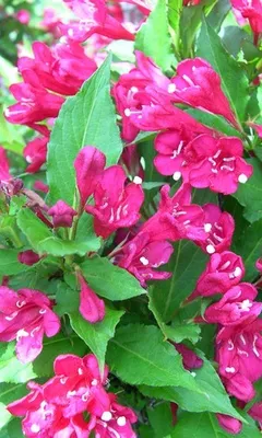 Produktbild von Weigela hybr. 'Red Prince' - Weigelie 50- 60 cm - Container