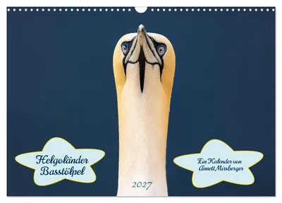 Produktbild von Helgoländer Basstölpel 2027 (Wandkalender 2027 DIN A3 quer), CALVENDO Monatskalender
