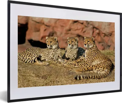Produktbild von MuchoWow® Gerahmtes Poster Gepardenmutter und -junge 60x40 cm - Poster mit Schwarzem Bilderrahmen Wandposter Rahmen Foto Bilder - Schlafzimmer - Plakat in Rahmen - Drucken