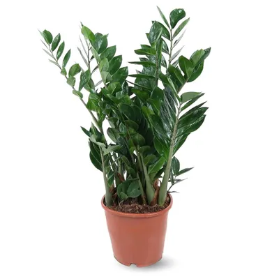 Image de Zamioculcas zamiifolia - plante zz - ↕ 90-100 cm - ⌀ 21 cm - plante d'intérieur - succulente