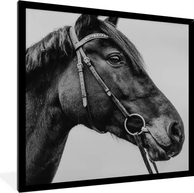 Produktbild von MuchoWow® Gerahmtes Poster Pferd - Halfter - Porträt 40x40 cm - Poster mit Schwarzem Bilderrahmen Wandposter Rahmen Foto Bilder - Mit Rahmen - Wanddekoration Schlafzimmer
