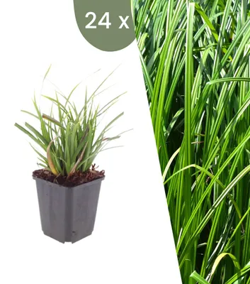 Produktbild von Plants by Frank | 24 Japan-Segge Pflanzen | Carex Morrowii | Ziergräser | Winterhart | Mehrjährig | Gartenpflanzen