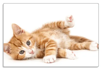 Produktbild von Wallario Frühstücksbrettchen aus Glas 20 x 30 cm mit rutschfesten Füßen, Motiv Süße Katze mit großen Augen - rot weiß getigert