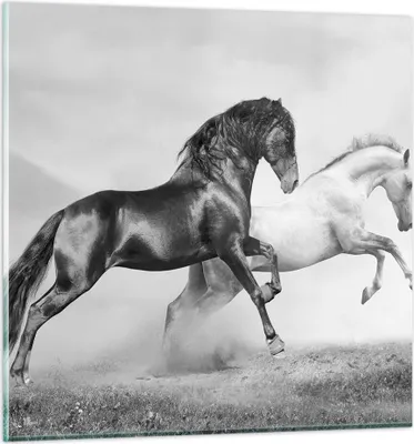 Produktbild von Bilder auf glas - Pferde Tiere Galopp Wiese - 50x50cm - Glasbilder - Wandbilder - Kunstdruck - zum Aufhängen bereit - Wanddekoration aus Glas - Glas Bilder - Wandbild auf Glas - GAC50x50-2683