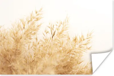 Produktbild von MuchoWow® Poster Weizen - Natur - Sonne 180x120 cm - Fotoplakat